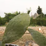 Enjoytrulli - Countryside Villa Noci